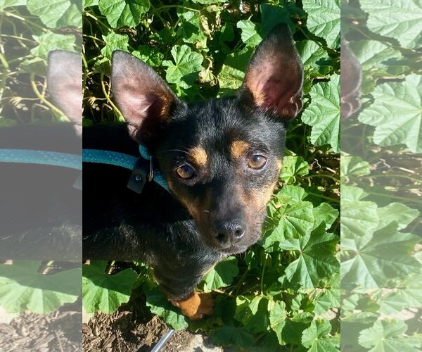 Medium Photo #7 Chipin Puppy For Sale in Newport Beach, CA, USA