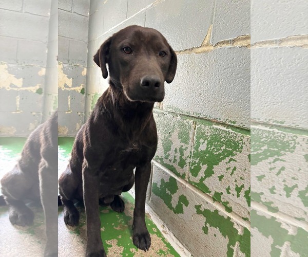 Medium Photo #3 Labrador Retriever-Unknown Mix Puppy For Sale in Rustburg, VA, USA