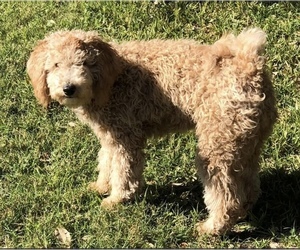Mother of the Goldendoodle puppies born on 02/10/2022