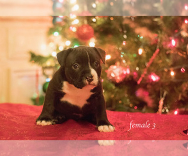 Medium Photo #6 American Bully Puppy For Sale in HOUSTON, TX, USA