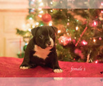 Small Photo #6 American Bully Puppy For Sale in HOUSTON, TX, USA