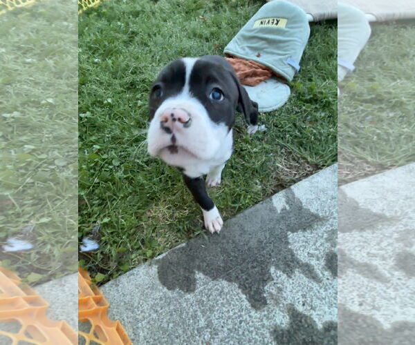 Medium Photo #3 American Pit Bull Terrier-Labrador Retriever Mix Puppy For Sale in Holly Springs, NC, USA