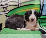 Puppy Alfie Border Collie