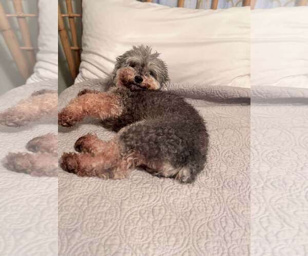 Medium Photo #6 Poodle (Miniature)-Unknown Mix Puppy For Sale in Mount Pleasant, SC, USA