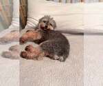 Small #5 Poodle (Miniature) Mix