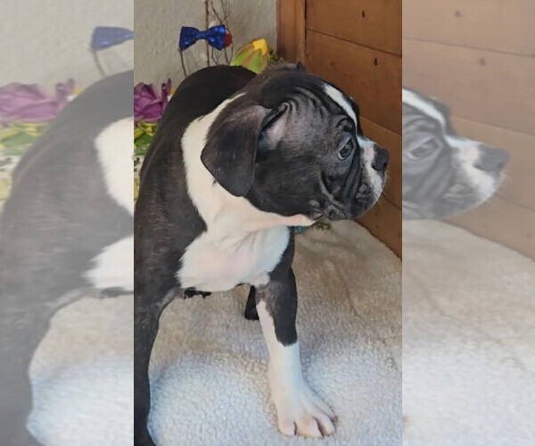Medium Photo #4 Boston Terrier Puppy For Sale in JASONVILLE, IN, USA