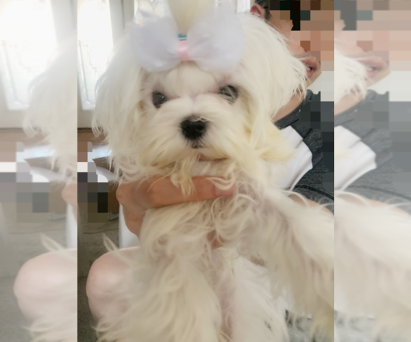 Medium Photo #2 Maltese Puppy For Sale in CHINO HILLS, CA, USA
