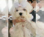 Small Photo #2 Maltese Puppy For Sale in CHINO HILLS, CA, USA