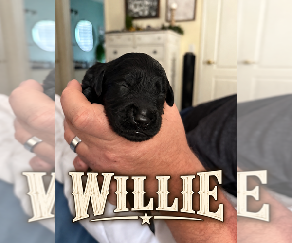 Medium Photo #23 Goldendoodle Puppy For Sale in COCOA, FL, USA
