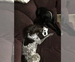 Small Photo #5 German Shorthaired Pointer Puppy For Sale in CRETE, NE, USA