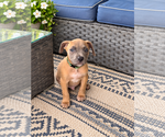 Small Photo #4 Mutt Puppy For Sale in Euless, TX, USA