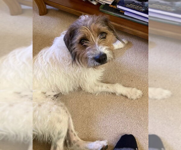 Medium Photo #3 Jack Russell Terrier-Unknown Mix Puppy For Sale in Evansville, IN, USA