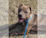 Small #7 Mountain Cur-Staffordshire Bull Terrier Mix
