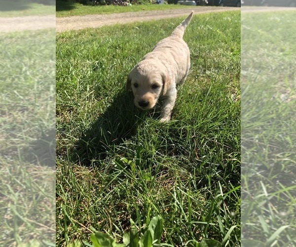 Medium Photo #4 Goldendoodle Puppy For Sale in ELKHART, IN, USA