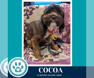 Shih Tzu-Unknown Mix Dogs for adoption in Kimberton, PA, USA