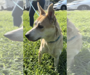 Selah - Female Siberian Husky-Unknown Mix Dog for Adoption - Photo #5