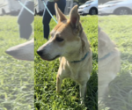 Small #4 Siberian Husky Mix