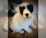 Small Photo #13 Portuguese Water Dog Puppy For Sale in MURFREESBORO, TN, USA