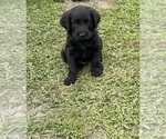 Image preview for Ad Listing. Nickname: F1 labradoodles