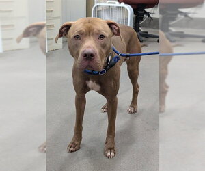Mutt Dogs for adoption in Forestville, MD, USA