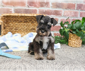 Schnauzer (Miniature) Puppy for sale in SYRACUSE, IN, USA