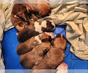 Boxer Puppy for sale in MIDLAND, OH, USA