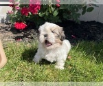 Small #4 Shih Tzu