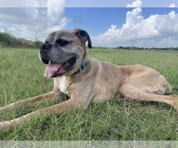 Medium Photo #5 Boxer Puppy For Sale in Austin, TX, USA