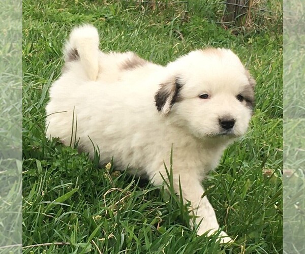 Medium Photo #10 Great Pyrenees Puppy For Sale in PINEVILLE, KY, USA