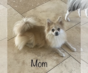 Mother of the Pomeranian puppies born on 03/10/2023