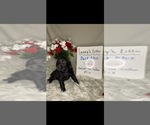 Small Photo #5 Golden Labrador Puppy For Sale in ROCKFORD, MI, USA