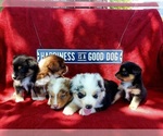 Small Photo #3 Australian Shepherd Puppy For Sale in DOTHAN, AL, USA
