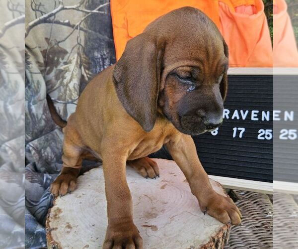 Medium Photo #2 Redbone Coonhound Puppy For Sale in DENVER, PA, USA
