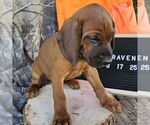 Small #1 Redbone Coonhound