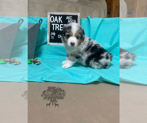 Australian Shepherd Puppy for Sale in TECUMSEH, Oklahoma USA