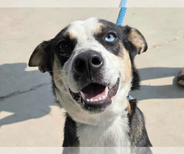 Medium Photo #1 Huskies -Unknown Mix Puppy For Sale in Anniston, AL, USA