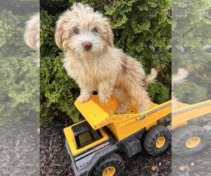 Poo-Ton Puppy for sale in MIDDLEBURY, IN, USA