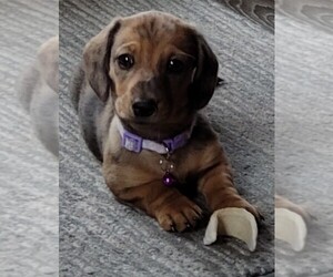 Dachshund Puppy for sale in COLUMBUS, OH, USA