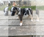 Small #1 Border-Aussie
