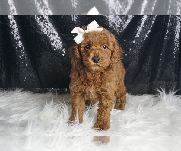 Medium Photo #7 Poodle (Miniature) Puppy For Sale in WARSAW, IN, USA