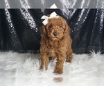 Small Photo #7 Poodle (Miniature) Puppy For Sale in WARSAW, IN, USA
