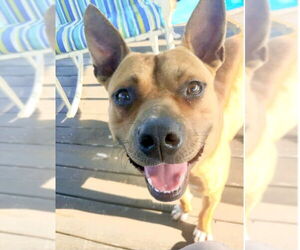 Clyde (bonded to Bonnie) - Male Boxer Dog for Adoption - Photo #2