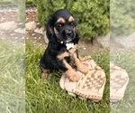 Small #1 Cocker Spaniel