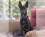 Small #4 Mutt