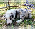 Small Photo #4 Border Collie Puppy For Sale in ELMENDORF, TX, USA