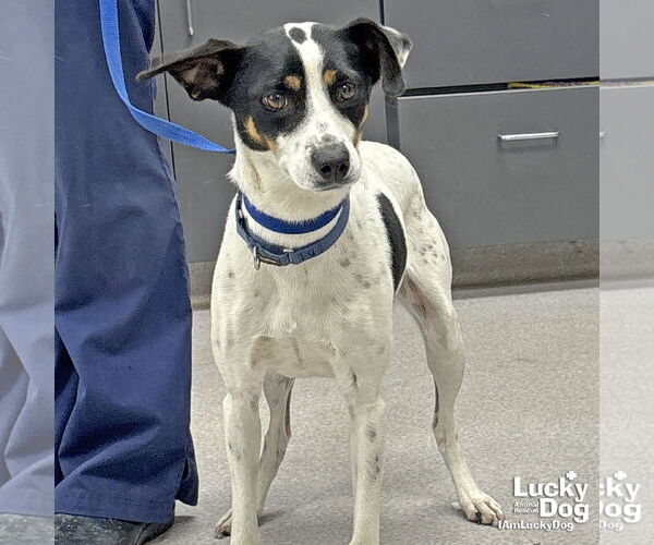 Medium Photo #3 Jack Russell Terrier-Labrador Retriever Mix Puppy For Sale in Washington, DC, USA