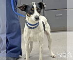 Small #2 Jack Russell Terrier-Labrador Retriever Mix
