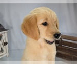 Puppy Li Na English Cream Golden Retriever