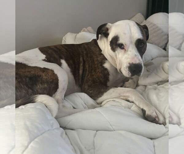 Medium Photo #9 American Pit Bull Terrier Puppy For Sale in Fargo, ND, USA