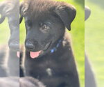 Small #1 Labrador Retriever Mix